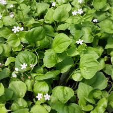 Attēlu rezultāti vaicājumam “Claytonia sibirica”