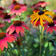 Attēlu rezultāti vaicājumam “Schisandra chinensis flower”