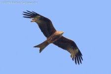 Image result for Milvus milvus