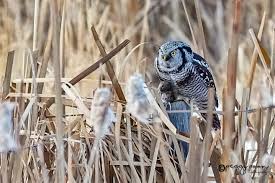 Image result for Surnia ulula