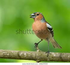 Attēlu rezultāti vaicājumam “Fringilla coelebs male”