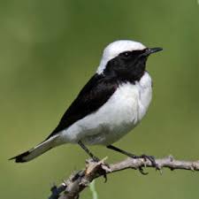 Image result for Oenanthe pleschanka