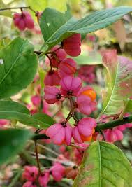 Attēlu rezultāti vaicājumam “Euonymus europaeus fruit”
