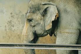 Image result for sad elephant