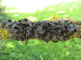 Attēlu rezultāti vaicājumam “Pleurosticta acetabulum”