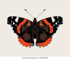 Attēlu rezultāti vaicājumam “Vanessa atalanta”