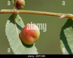 Attēlu rezultāti vaicājumam “Diplolepis eglanteriae”