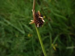 Attēlu rezultāti vaicājumam “Juncus conglomeratus”