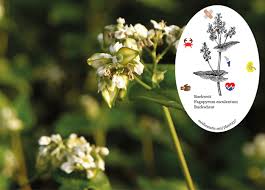 Attēlu rezultāti vaicājumam “Fagopyrum esculentum fruit”