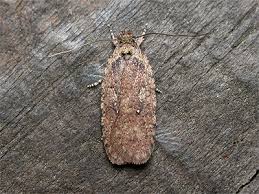 Attēlu rezultāti vaicājumam “Agonopterix ciliella”