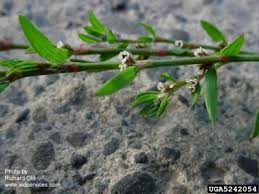 Attēlu rezultāti vaicājumam “Polygonum aviculare flower”