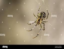 Attēlu rezultāti vaicājumam “Metellina merianae”