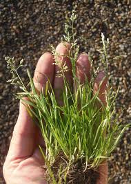 Attēlu rezultāti vaicājumam “Poa remota bud”