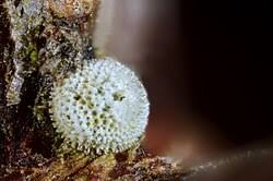 Attēlu rezultāti vaicājumam “Thecla betulae underside”