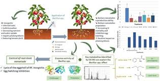 Attēlu rezultāti vaicājumam “Fuligo gyrosa macro”