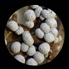 Attēlu rezultāti vaicājumam “Badhamia foliicola”