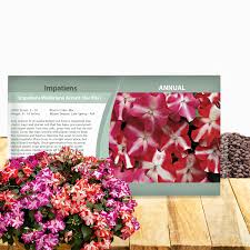 Image result for Impatiens walleriana
