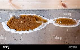 Attēlu rezultāti vaicājumam “Didymium serpula young”