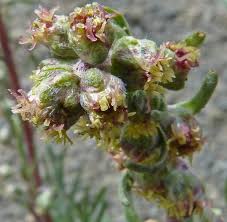 Attēlu rezultāti vaicājumam “Artemisia campestris bud”
