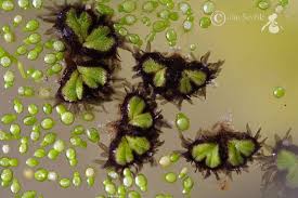 Attēlu rezultāti vaicājumam “Ricciocarpos natans”