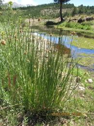 Attēlu rezultāti vaicājumam “Carex diandra leaf”