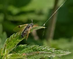 Attēlu rezultāti vaicājumam “Arge ustulata”