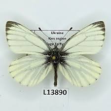 Attēlu rezultāti vaicājumam “Pieris napi male”