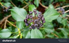 Attēlu rezultāti vaicājumam “Eleutherococcus sessiliflorus”