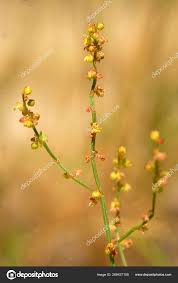 Attēlu rezultāti vaicājumam “Rumex acetosa bud”