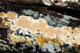 Attēlu rezultāti vaicājumam “Junghuhnia nitida”