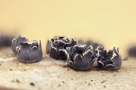 Attēlu rezultāti vaicājumam “Diderma ochraceum sessile”