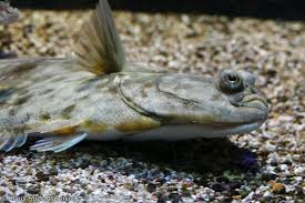 Image result for Hippoglossoides platessoides