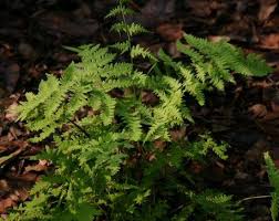 Attēlu rezultāti vaicājumam “Thelypteris palustris”