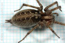 Attēlu rezultāti vaicājumam “Agelena labyrinthica”