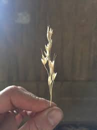 Attēlu rezultāti vaicājumam “Danthonia decumbens”