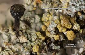 Attēlu rezultāti vaicājumam “Chaenotheca furfuracea”