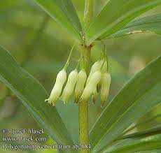 Attēlu rezultāti vaicājumam “Polygonatum verticillatum”