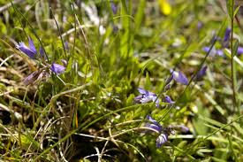 Attēlu rezultāti vaicājumam “Polygala vulgaris”