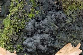 Attēlu rezultāti vaicājumam “Kretzschmaria deusta”