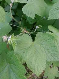 Attēlu rezultāti vaicājumam “Rubus parviflorus leaf”