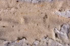 Attēlu rezultāti vaicājumam “Trechispora mollusca”