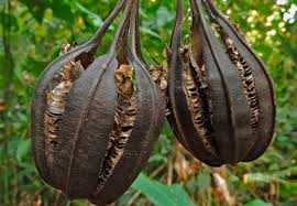 Attēlu rezultāti vaicājumam “Aristolochiaceae”