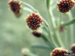 Attēlu rezultāti vaicājumam “Artemisia absinthium flower”