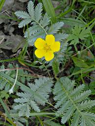 Image result for Potentilla anserina