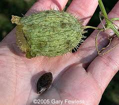 Attēlu rezultāti vaicājumam “Echinocystis lobata fruit”