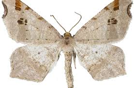 Attēlu rezultāti vaicājumam “Macaria alternata”