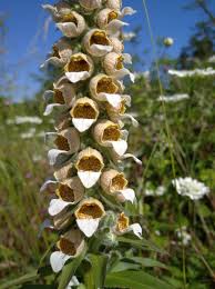 Image result for Digitalis lanata