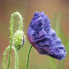 Image result for Papaver rhoeas 'Shirley'