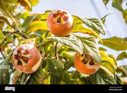 Attēlu rezultāti vaicājumam “Mespilus germanica fruit”
