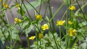 Attēlu rezultāti vaicājumam “Ranunculus polyanthemos”